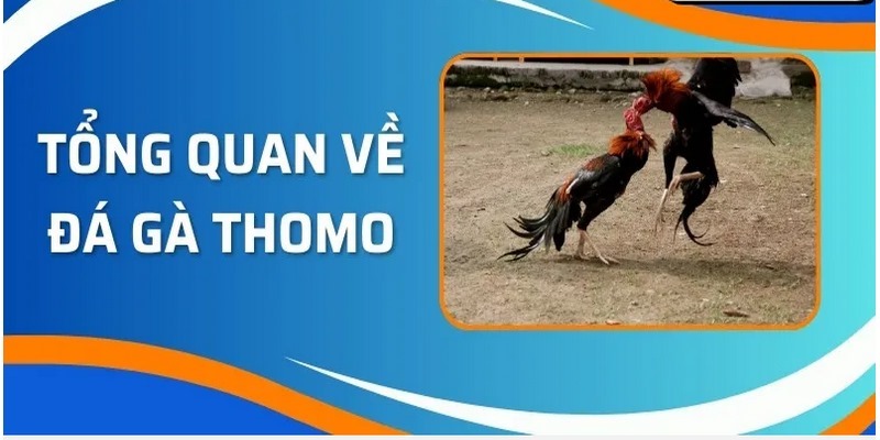 Đá gà thomo Go88 và những thông tin giới thiệu